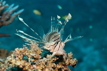 Rotfeuerfisch bei Rocky Island