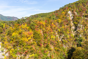 Fototapeta premium Naruko Gorge in autumn