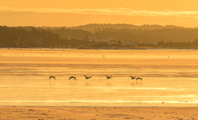 Whooper swans flying over ice covered ocean in warm light of the sunrise