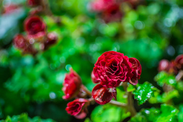 Big begonia in the garden