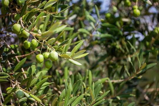 Olives on olive tree in autumn. Season nature image
