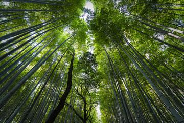 Plakat Famous bamboo forest Sagano in Kyoto in Japan
