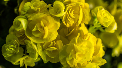 Big begonia in the garden