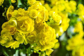 Big begonia in the garden