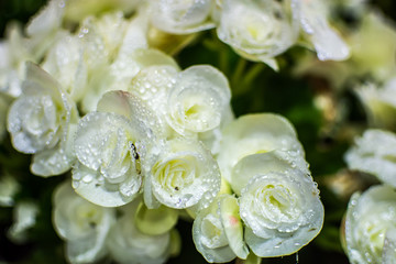 Big begonia in the garden