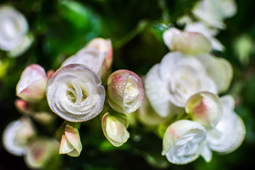 Big begonia in the garden