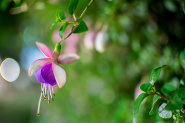 fuchsia in the garden