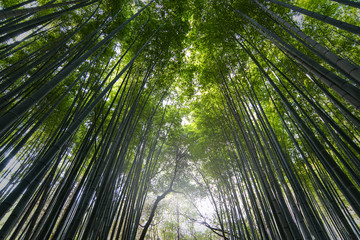 Famous bamboo forest Sagano in Kyoto in Japan
