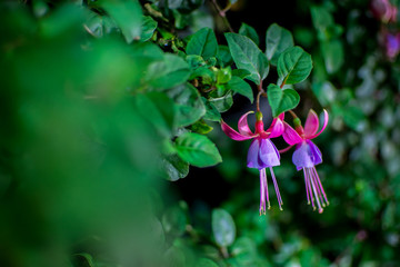 fuchsia in the garden