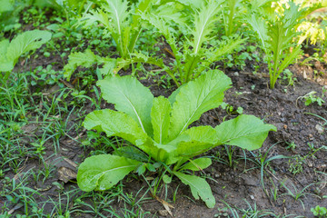 Fresh organic vegetables growing in farm