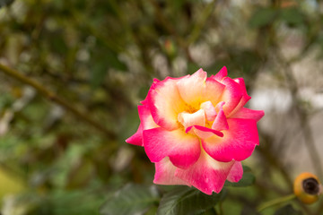 Colorful rose - pink and yellow with green background