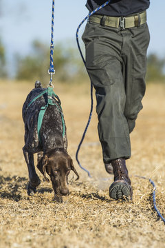 German Short-Haired Pointer Anti-Poaching Tracker Dog