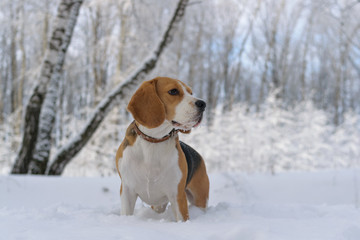 Портрет собаки породы бигль трехцветного окраса в зимнем заснеженном лесу в морозный солнечный день  - obrazy, fototapety, plakaty