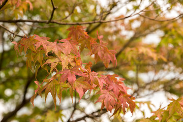 Maple tree in autumn with colorful yellow orange green red leaves