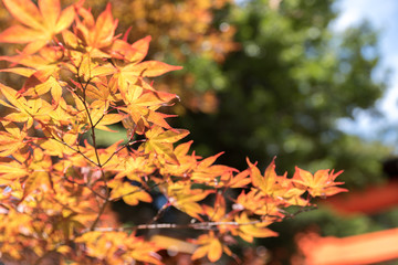 Maple tree in autumn with colorful yellow orange green red leaves