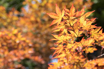 Maple tree in autumn with colorful yellow orange green red leaves