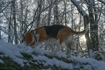 Портрет собаки породы бигль трехцветного окраса в зимнем заснеженном лесу в морозный солнечный день 