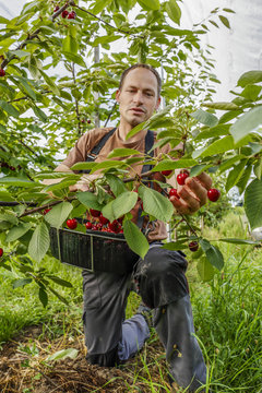 Working in the cherry orchard. Farmer plucks ripe cherries.