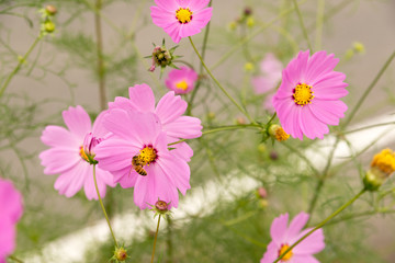 Pink Cosmos flower
