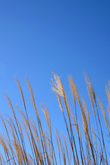 Fototapeta premium 青空とススキの穂