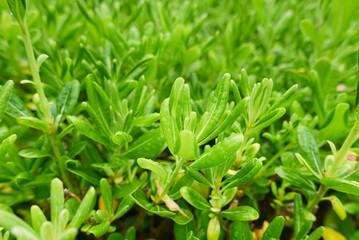 Fototapeta na wymiar Pittosporum tobira leafs