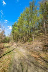 Landscape of road through forest in spring and blue sky