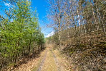 Landscape of road through forest in spring and blue sky