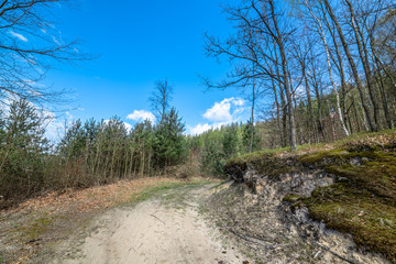Landscape of road through forest in spring and blue sky