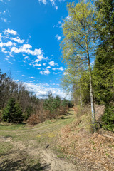 Fototapeta na wymiar Landscape of road through forest in spring and blue sky