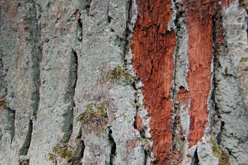 Tree cortex, wood bark