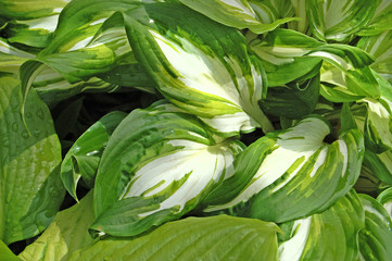 Naklejka na ściany i meble Spring flower, green, greenery. Herb and leaves. Fresh and bright colors. Plantain lily.