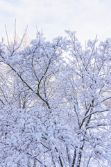 sun in winter forest trees covered with snow