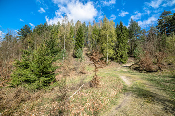 Fototapeta na wymiar Landscape of road through forest in spring and blue sky