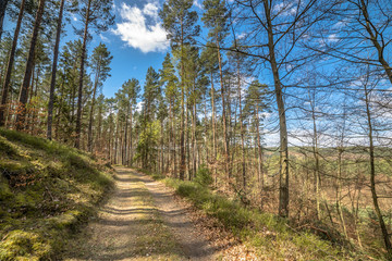 Landscape of road through pine forest in spring sunny day