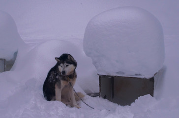 chien de traineau