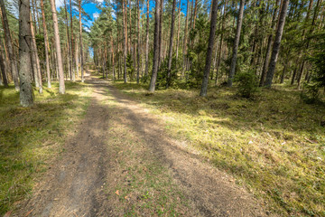 Landscape of road through pine forest in spring sunny day