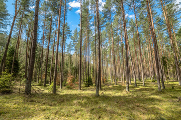 Beautiful landscape with pine forest in spring sunny day, Poland