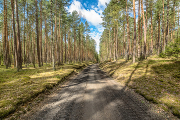 Fototapeta na wymiar Landscape of road through pine forest in spring sunny day