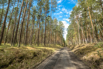 Fototapeta na wymiar Landscape of road through pine forest in spring sunny day