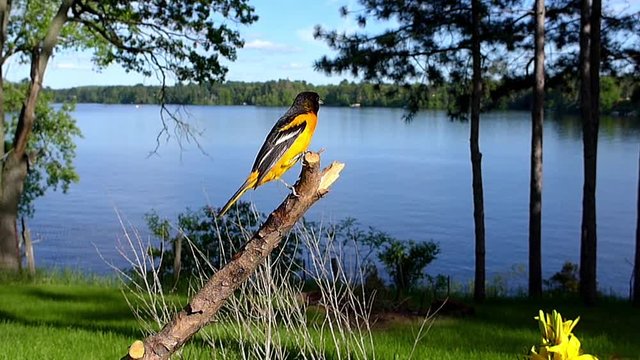 Baltimore oriole (Icterus galbula) in slow motion landing on perch by lake.