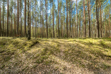 Beautiful landscape with pine forest in spring sunny day, Poland