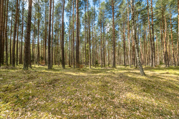 Obraz premium Beautiful landscape with pine forest in spring sunny day, Poland
