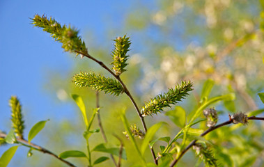 new growth in spring
