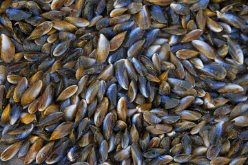 Huge pile of mussels on beach in The Netherlands