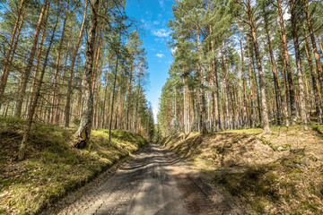 Landscape of road through pine forest in spring sunny day