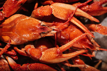 Top view of crayfisheslying on a table in restaurant