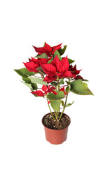 Christmas poinsettia plant