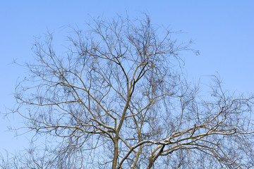 Kahle Baumkronen im Winter