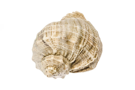 Sea shell isolated on white background, shallow DOF