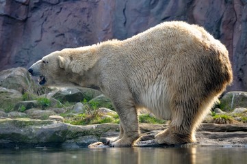Ice Bear Zoo